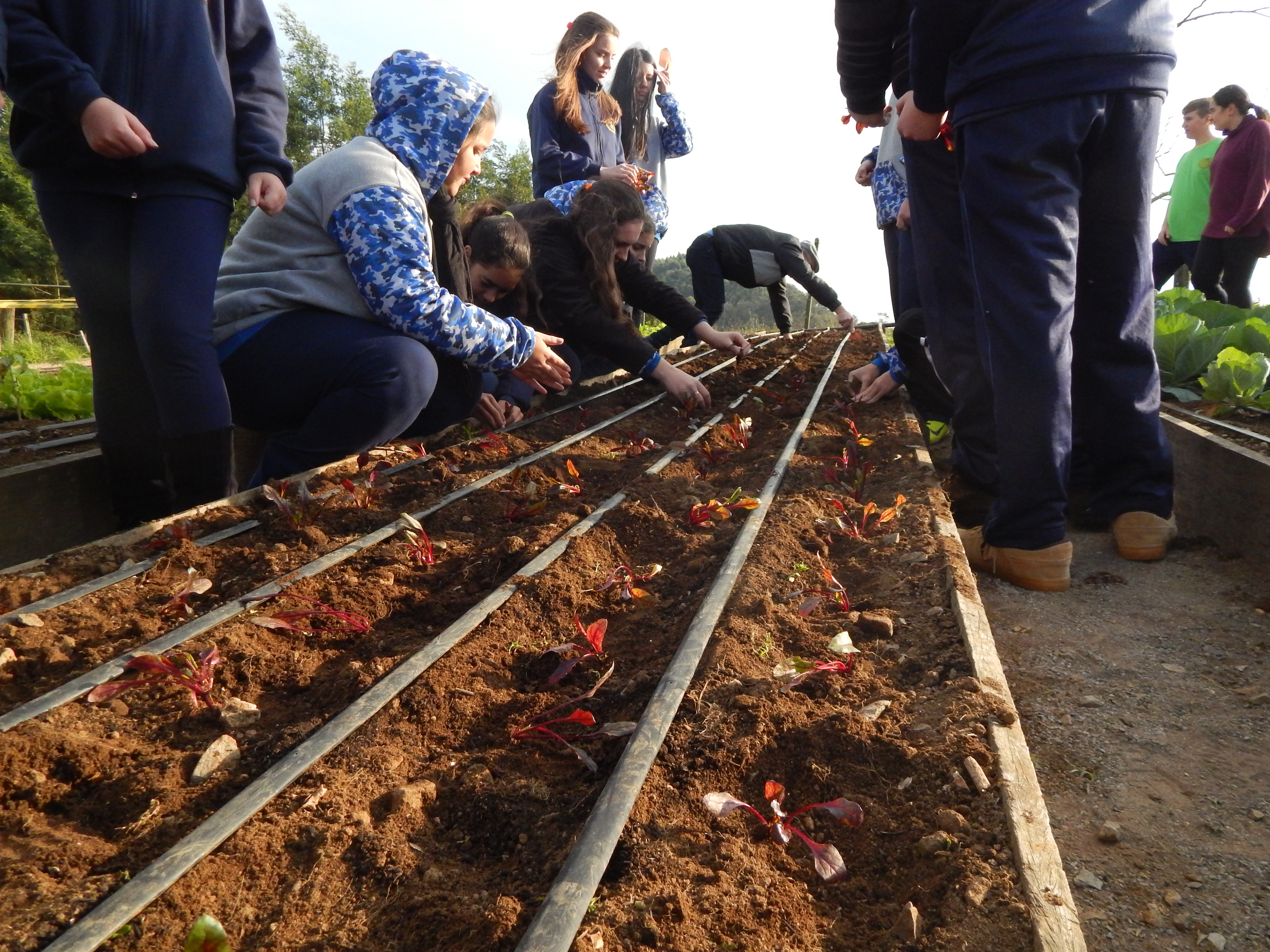 Santa Clara | Plantando o Bem